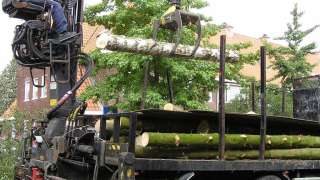afvoeren van berkenbomen in eindhoven ruimen van coniferen hovenier
